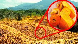 They Threw 12000 Tons Of Orange Peels In A Forest 16 Years Later They Returned to See The Results… [upl. by Murrah319]