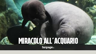 quotMiracoloquot allacquario di Genova nato il primo lamantino italiano [upl. by Nytsyrk862]