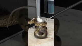 Hungry Anacondas short shorts nature animal wildlife anaconda reptiles snake [upl. by Risay]