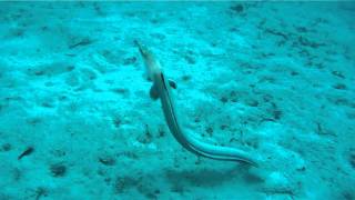 US Snake Eel Hunts and Catches Prey in the Celebes Sea [upl. by Ileyan]