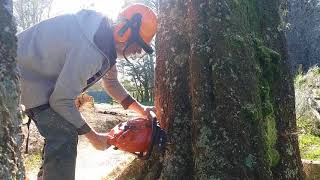 Cutting Sheoak [upl. by Akemet224]