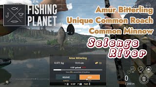 Amur Bitterling Unique Common Roach Common Minnow Selenge River  Fishing Planet [upl. by Neitsirk]