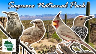 Birding Saguaro National Park Sonoran Desert in Tucson Arizona [upl. by Anilatac]