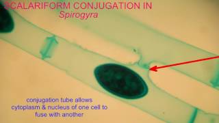 CONJUGATION IN Spirogyra [upl. by Montanez745]