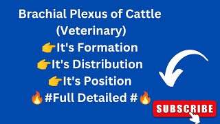 Brachial Plexus of Cattle  Forelimb Nerve Supply of Ox  Veterinary Neurology [upl. by Rica]