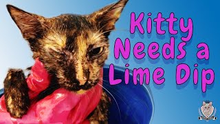 Ringworm Scabies 🙀 Time For a Kitty Lime Dip [upl. by Hutchings]