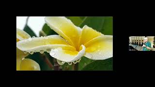 Plumeria 101 Grow Amazing Plumerias In San Diego With Mike Atkinson [upl. by Buckden]