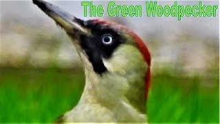 Green Woodpecker  UK [upl. by Esydnac]