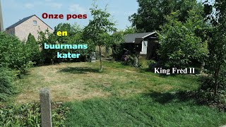 Onze poes en buurmans kater 2022 [upl. by Viafore]