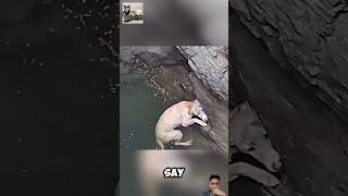 A stray dog was saved after while she in the water doglover subscribemychannel [upl. by Iggem]