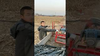 Drip irrigation recovery process in planting field [upl. by Lika39]