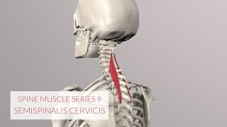 Spine Series Part 9 Neck Muscles Semispinalis Cervicis beware mistake see description [upl. by Cleodell]