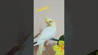 My Cookys album💛🥰 shorts birds cocktail [upl. by Minne]