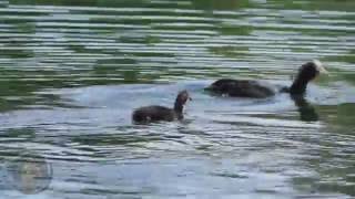 coot fledgling feeding [upl. by Theodora470]