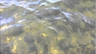 Pickerel Lake Eurasian Milfoil Reduction  Lake Savers amp AerationTech [upl. by Nonie]