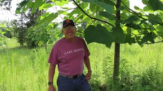 Introduction to Paulownia Trees Alexander Farms [upl. by Pagas917]