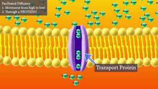 Facilitated Diffusion Short and Sweet version [upl. by Zzahc441]