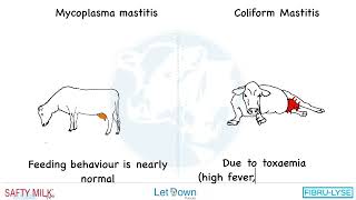 How differentiate mycoplasma mastitis with Coliform Mastitis in Cattle [upl. by Aeila295]