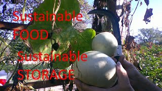 Harvesting Some Bottle Gourds [upl. by Forrest]