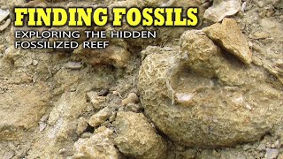 Finding Fossils  Exploring the Hidden Fossilized Reef [upl. by Norb]