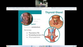 CG  BIO160  Major Endocrine Organs [upl. by Rotsen686]