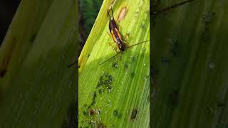 Earwig Eating Aphid Dermaptera Biocontrol [upl. by Chaffinch310]