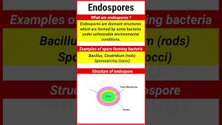 Endospores  Examples of endospore forming Bacteria  Structure of endospore  shorts [upl. by Annaillil441]