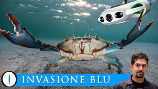 Linvasione dei GRANCHI BLU  drone BW Space Pro Youcan Robot [upl. by Colet]