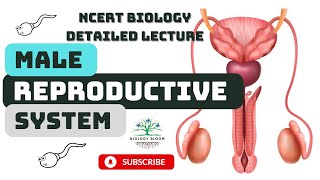 Male Reproductive System  Human Reproduction  NCERT Biology [upl. by Gierc]