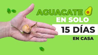 Cómo Germinar Aguacate 🥑 Muy Rápido y ¡Fácil [upl. by Salocin]