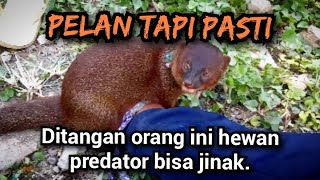 Hebat ‼️ orang ini bisa jinakin hewan garangan ‼️garanganjinak linsang lasun [upl. by Douglass]