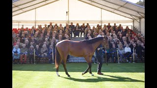 Highclere Thoroughbred Racing  Yearling Parade 2024  LIVE [upl. by Schindler909]