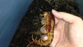 Scolopendra sp quotGigantea robustaquot [upl. by Langer]