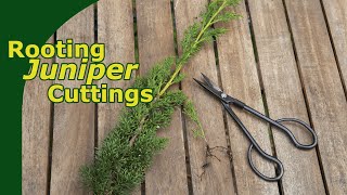 Rooting Juniper Cuttings [upl. by Katz753]