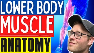 Learn Muscle Anatomy  Basic Lower Body Muscle Anatomy For Personal Trainers and Massage Therapists [upl. by Llemor]