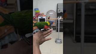 Lorikeet Price in india lorikeet birds [upl. by Wehtam]