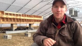 Keeping 250 chickens through winter [upl. by Ecnirp]