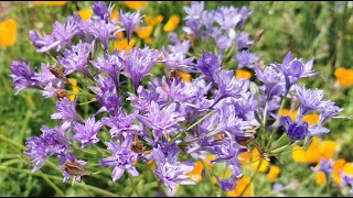 Best plants for insect pollinators Triteleia laxa the Triplet Lily care and cultivation in the UK [upl. by Awram]