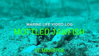 Marine Life Vlog  MOTTLED JAWFISH [upl. by Pernas]