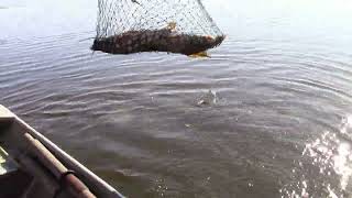 Ady gets gamefish netting baptism [upl. by Tamah]