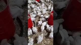 Uniformity Of Chick In Broiler Farm [upl. by Aveneg]