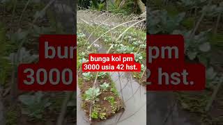 Bunga kol pm 3000 usia 42 hst kembangkolpertanian berkebun petani tanaman shorts [upl. by Hernardo]