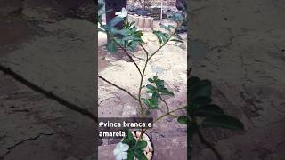 vinca branca e amarelavinca pre bonsai variedades de vinca [upl. by Casady89]