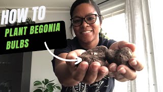 How to plant Begonia Bulbs  Important TIP you need to know  Container Gardening [upl. by Iuqcaj923]