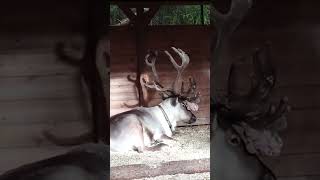 Reindeer Resting In Reindeer Park Nuuksio ❤️ finland [upl. by Nickles]