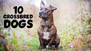 Top 10 Crossbred Dog Fascinating Mixes and Their Traits [upl. by Errised]