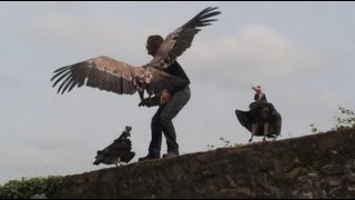 Roofvogelshow in de Vogezen [upl. by Rimahs]