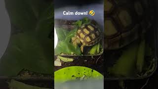 Baby tortoise Oogway meal time 🐢🥬🥦 [upl. by Annawot892]