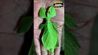 Meet the Leaf Insect Natures Camouflage Expert animalwonders [upl. by Whiffen]