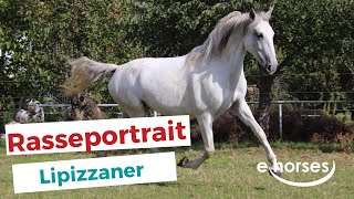 Der Lipizzaner im Rasseportrait [upl. by Sartin]